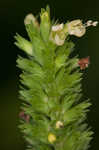 Yellow giant hyssop